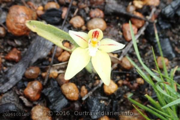 Cowslip Orchid, Darling Range, WA